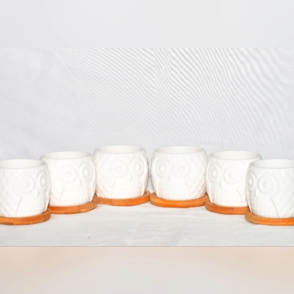 Ceramic Succulent 6 Set Potters